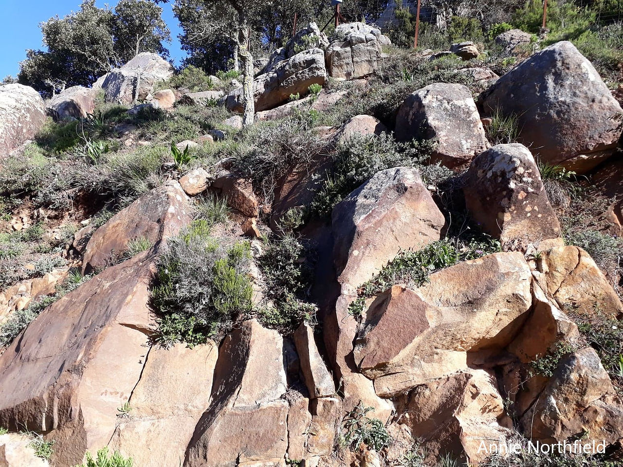 Rocky habitat with scrub