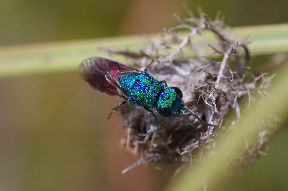 blue and red cuckoo wasp