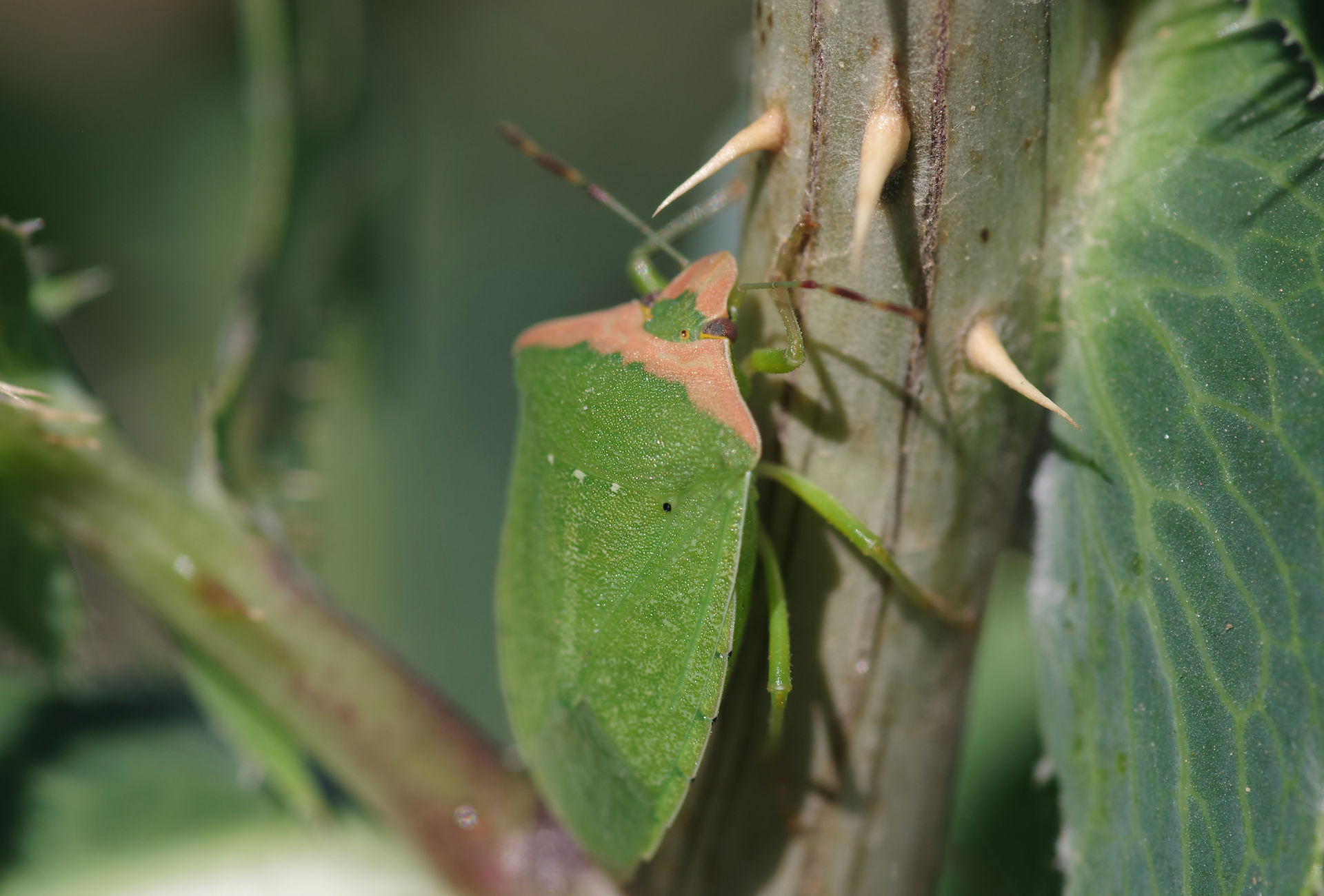 Nezara viridula torquata form