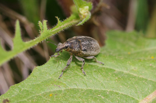 weevil on leaf