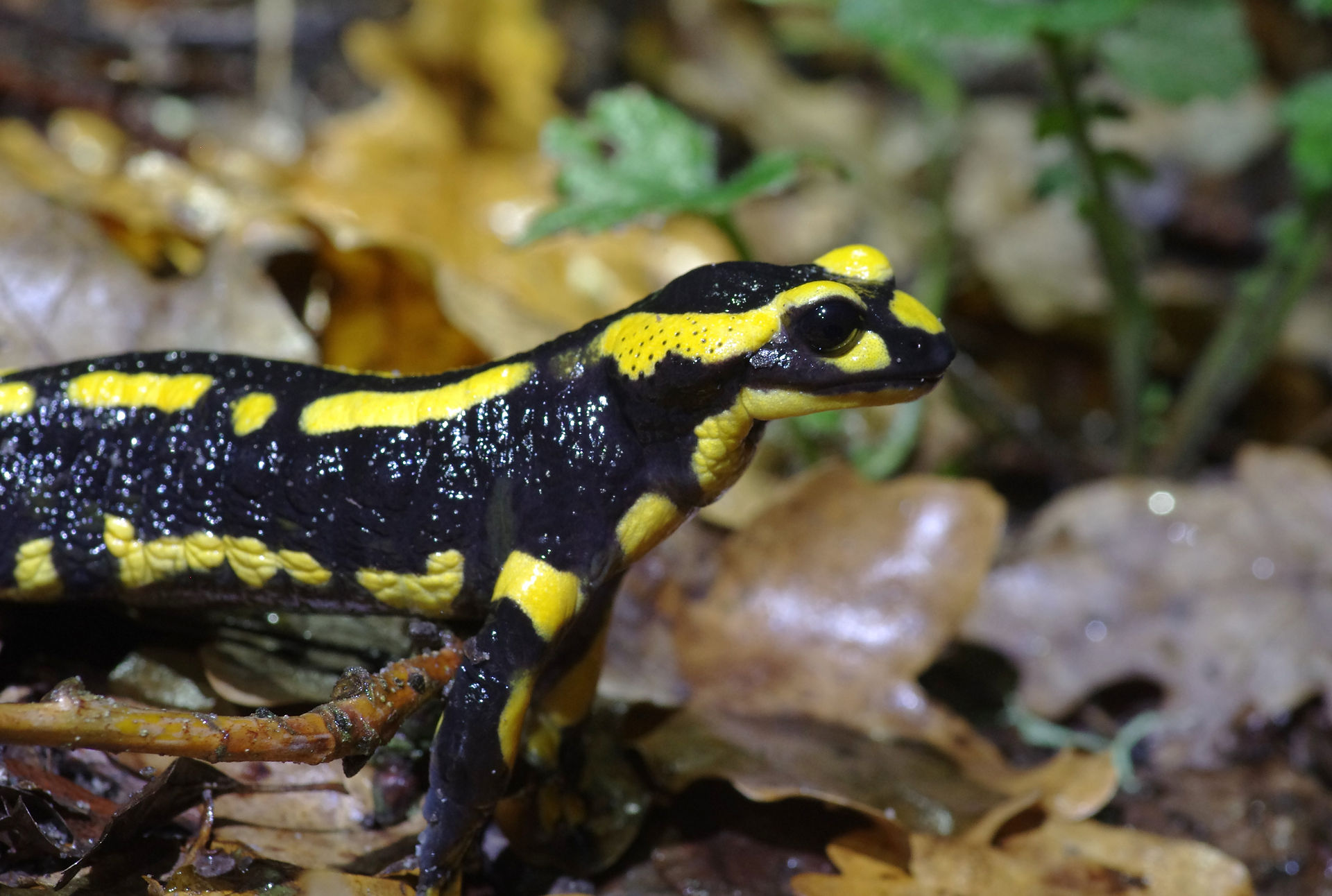 Fire salamander standing tall