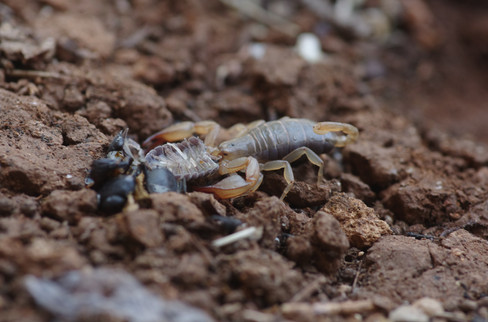 Euscorpius feeding on woodlouse