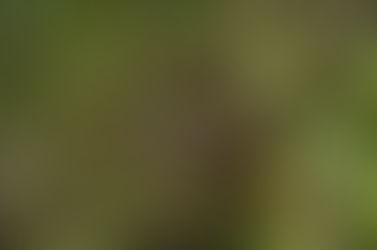 Tortoise hidden in vegetation