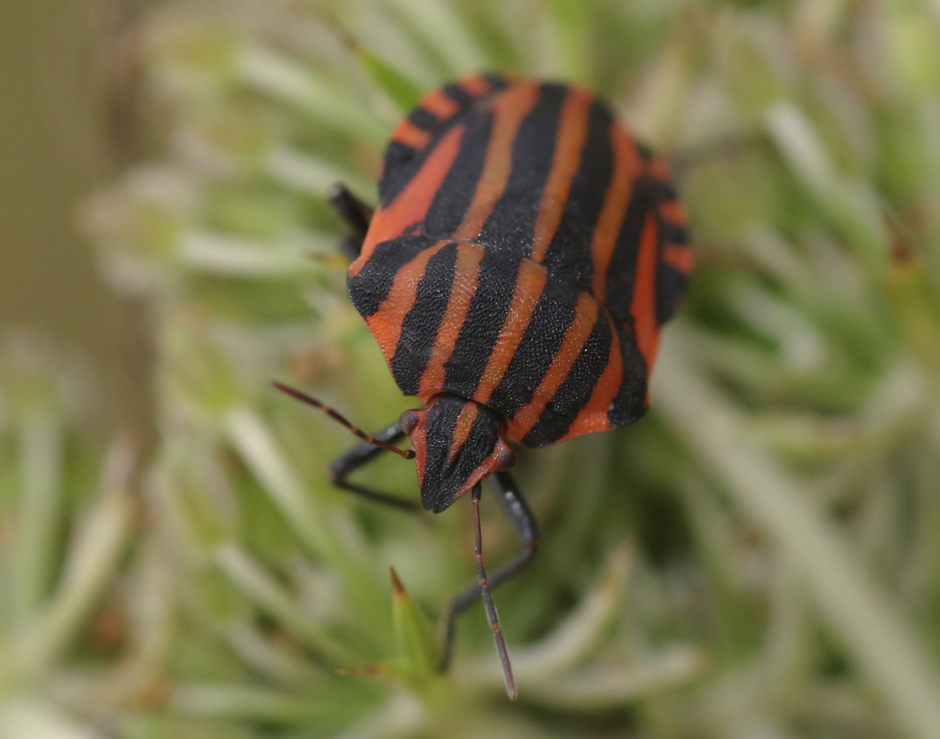 Graphosoma italicum