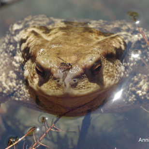 Southern France (June 2018)