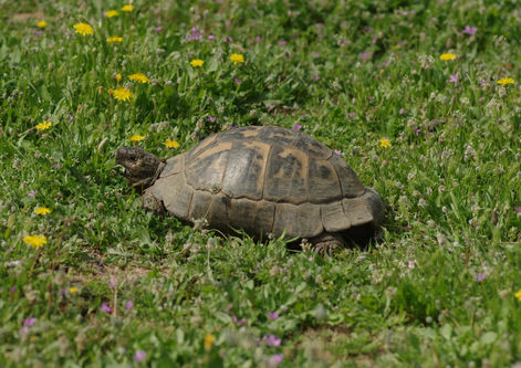 Tortoise in meadow