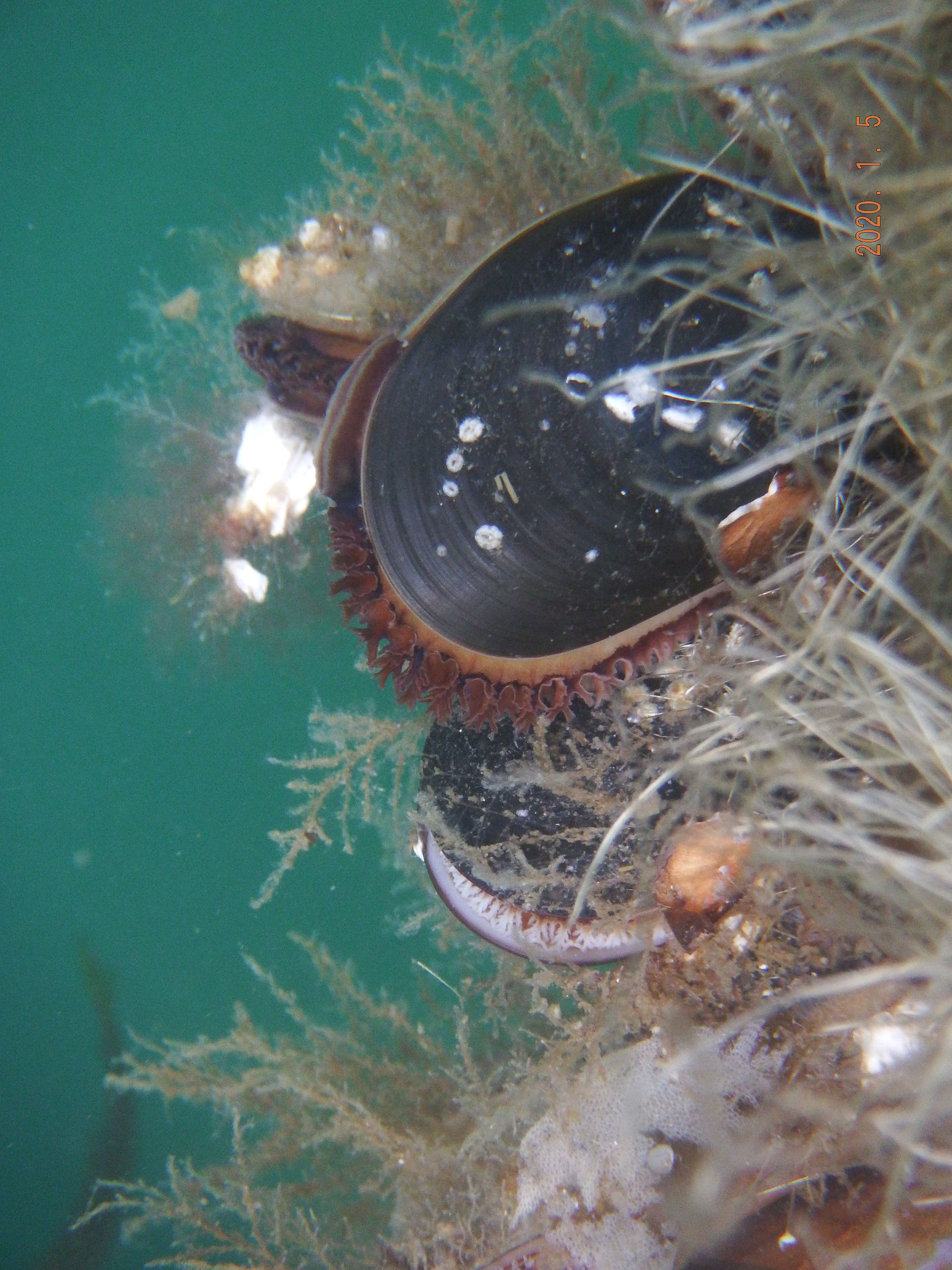 Mussel closeup