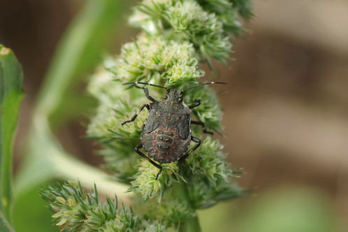 Shieldbug nymph on plant