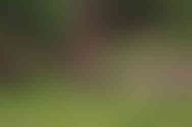 rocks in green grass