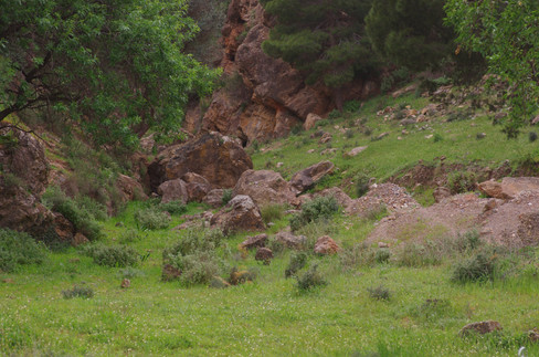 rocks in green grass