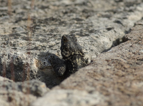 Agama head