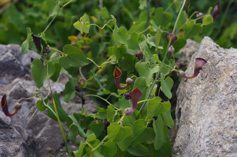 Pipevine growing up rock