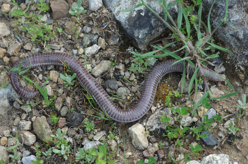 Worm lizard full body