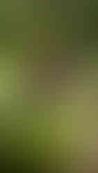 red thumb plant within grass