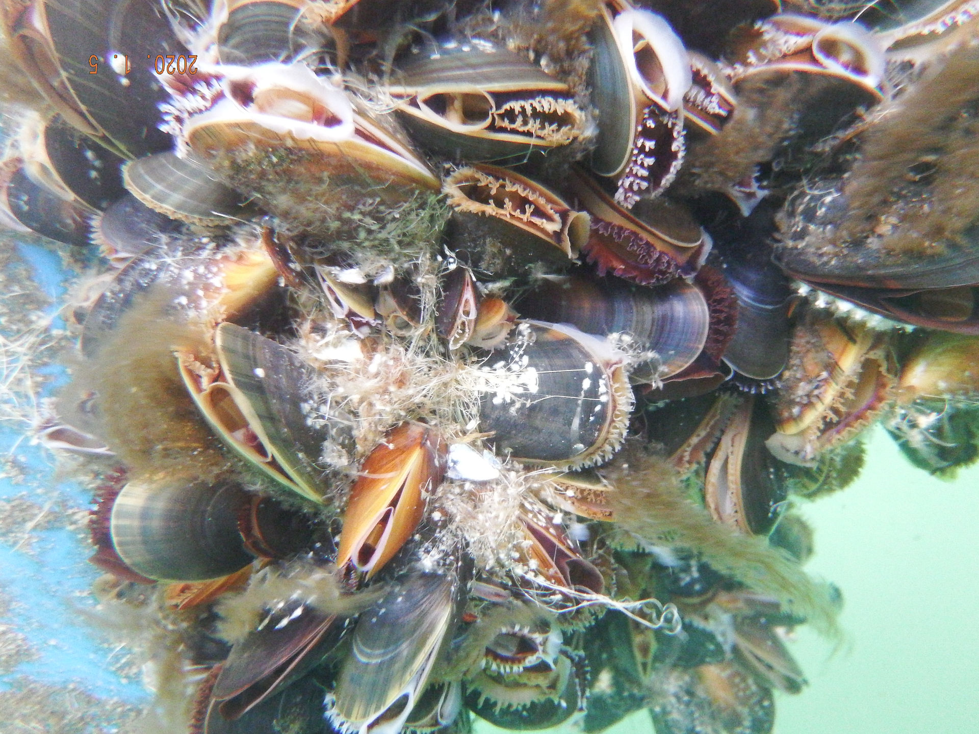 Cluster of mussels