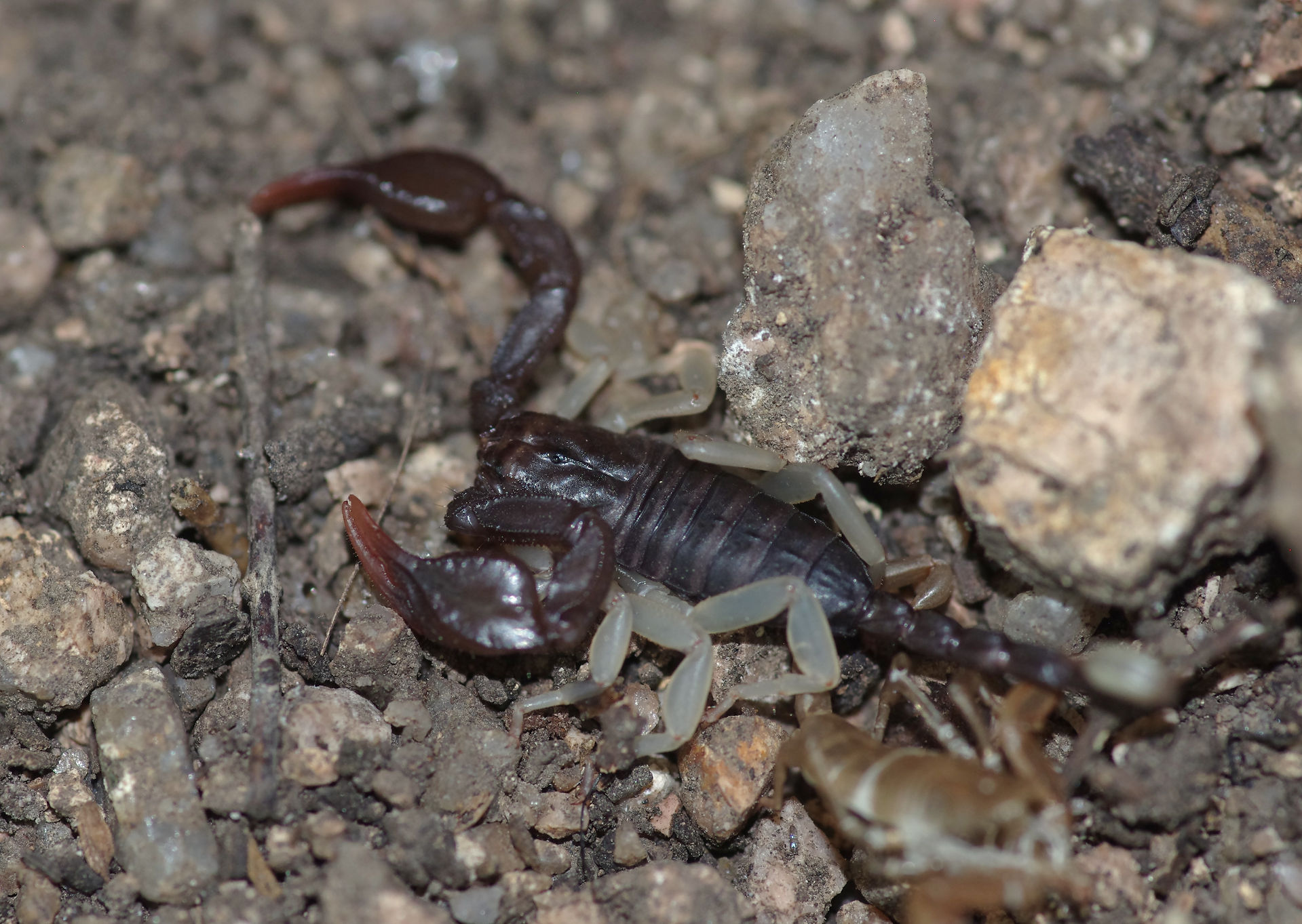 A small newly-moulted brown scorpion
