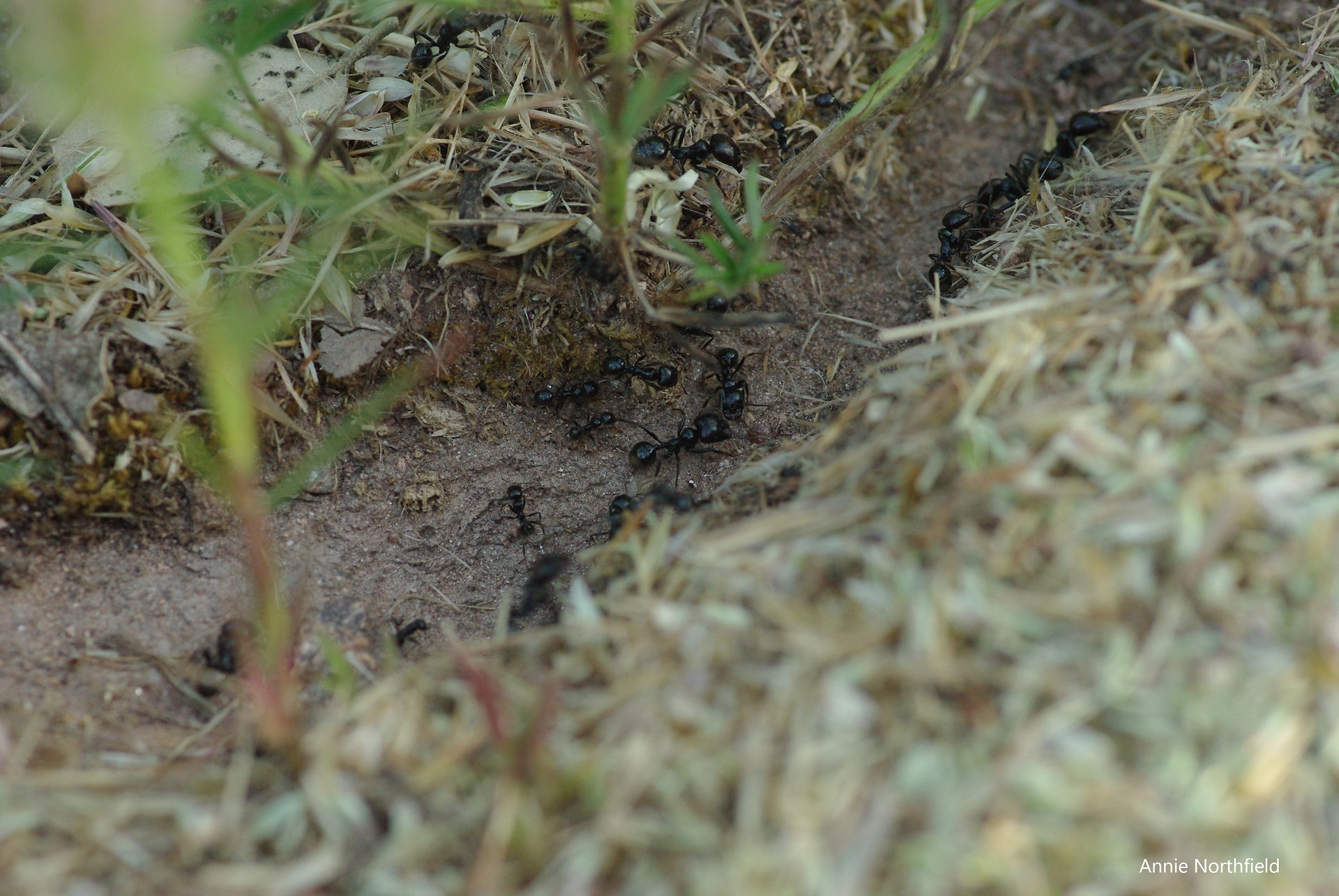 Harvester ant trail