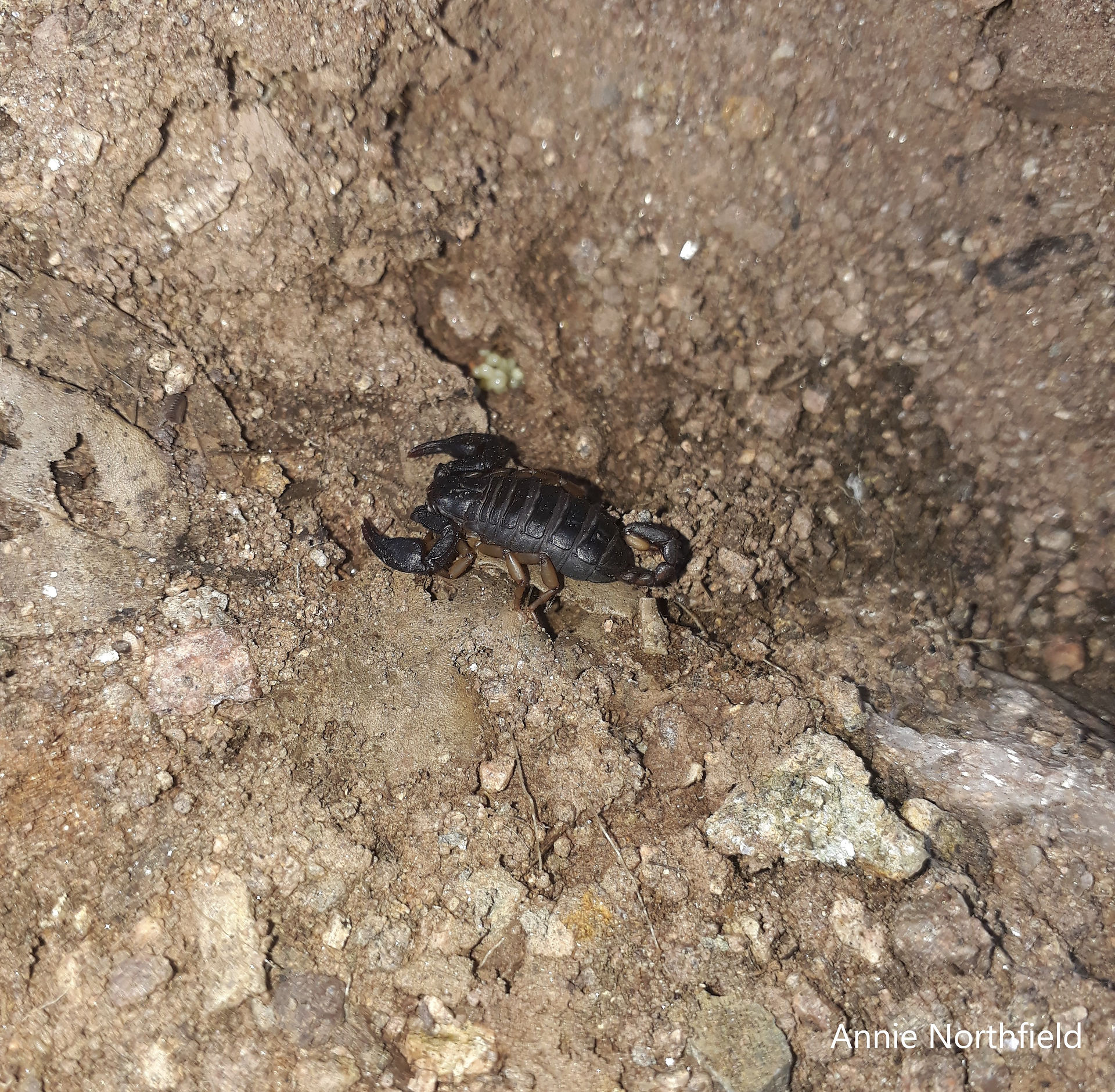 Small black scorpion on sandy substrate