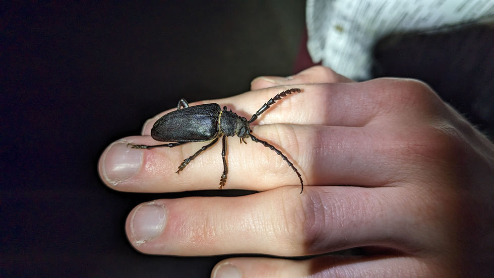 Tanner Beetle