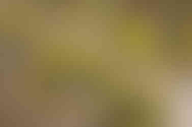 Gold coin flowers in grass