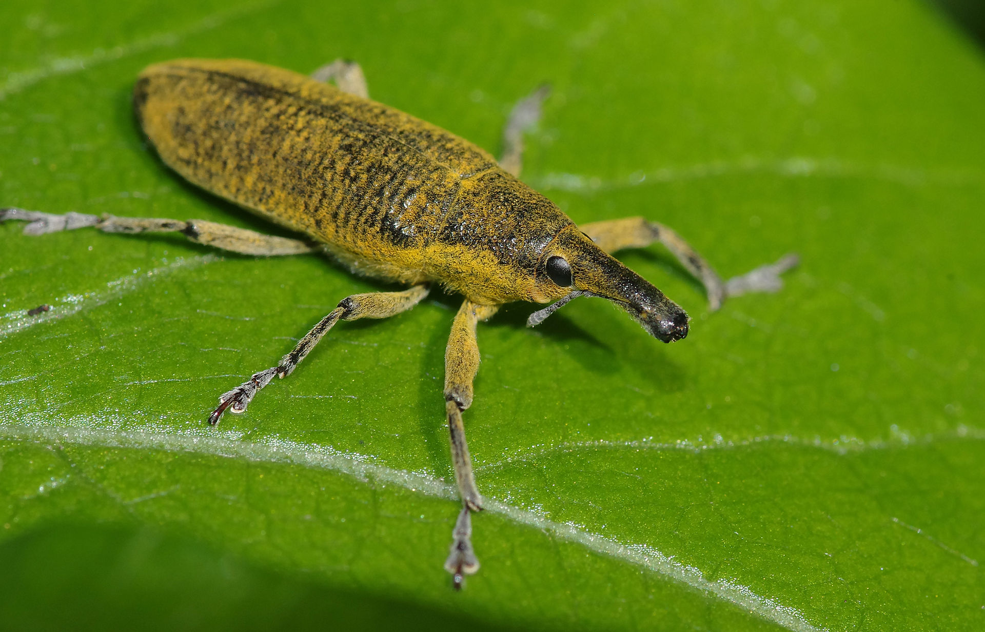 lixus