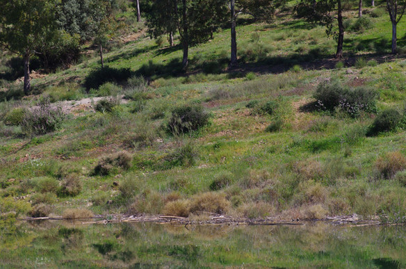 hairstreak habitat