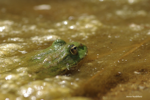 Green frog under yellow blanketweed