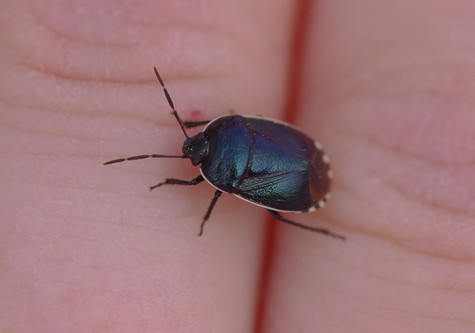 blue shieldbug on hand