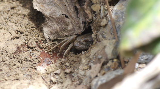River crab