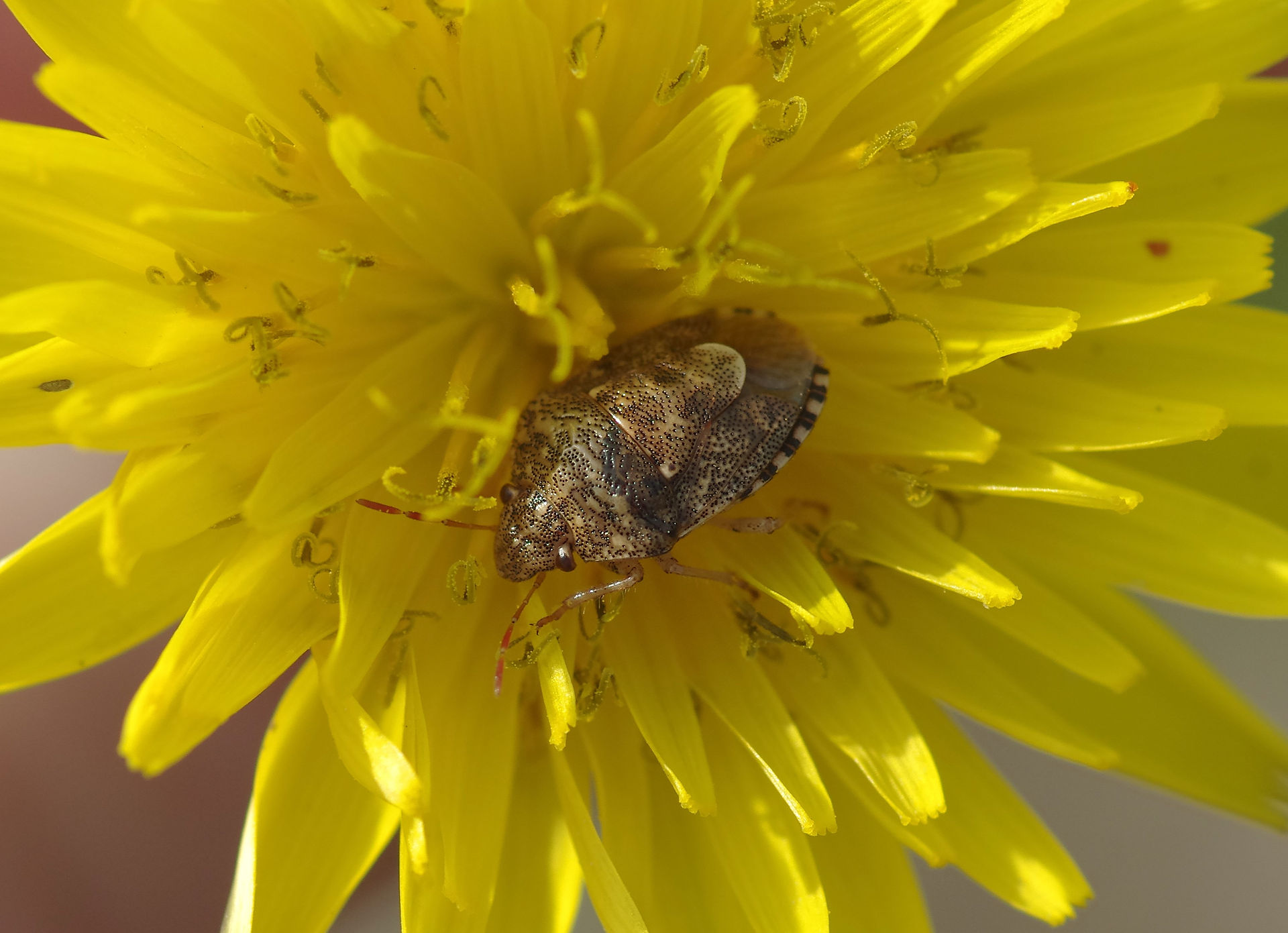 Staria lunata on flower