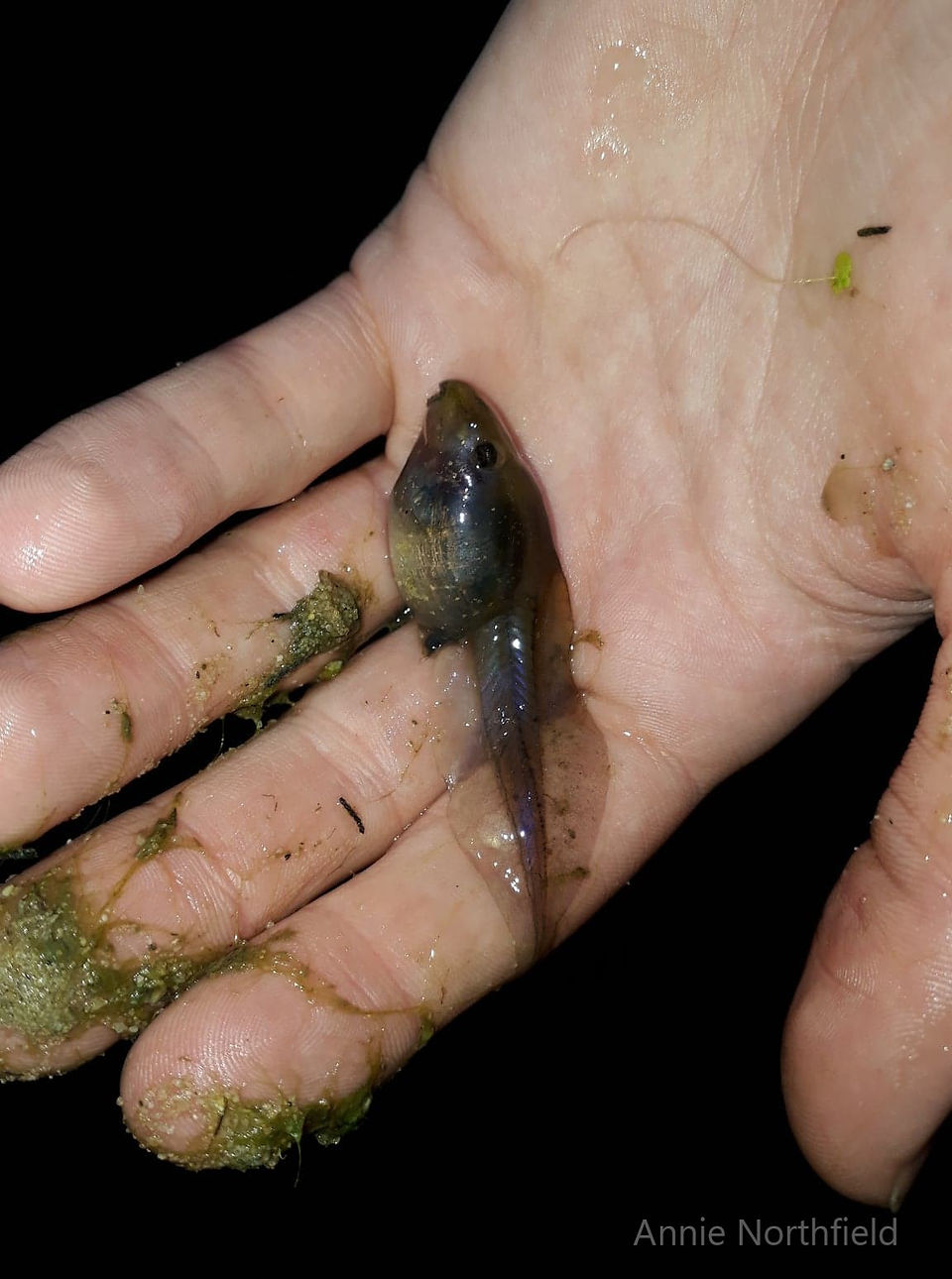 Tadpole in a hand