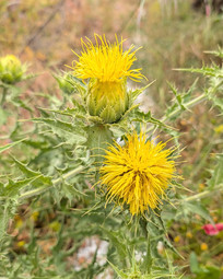 yellow thistle flowers