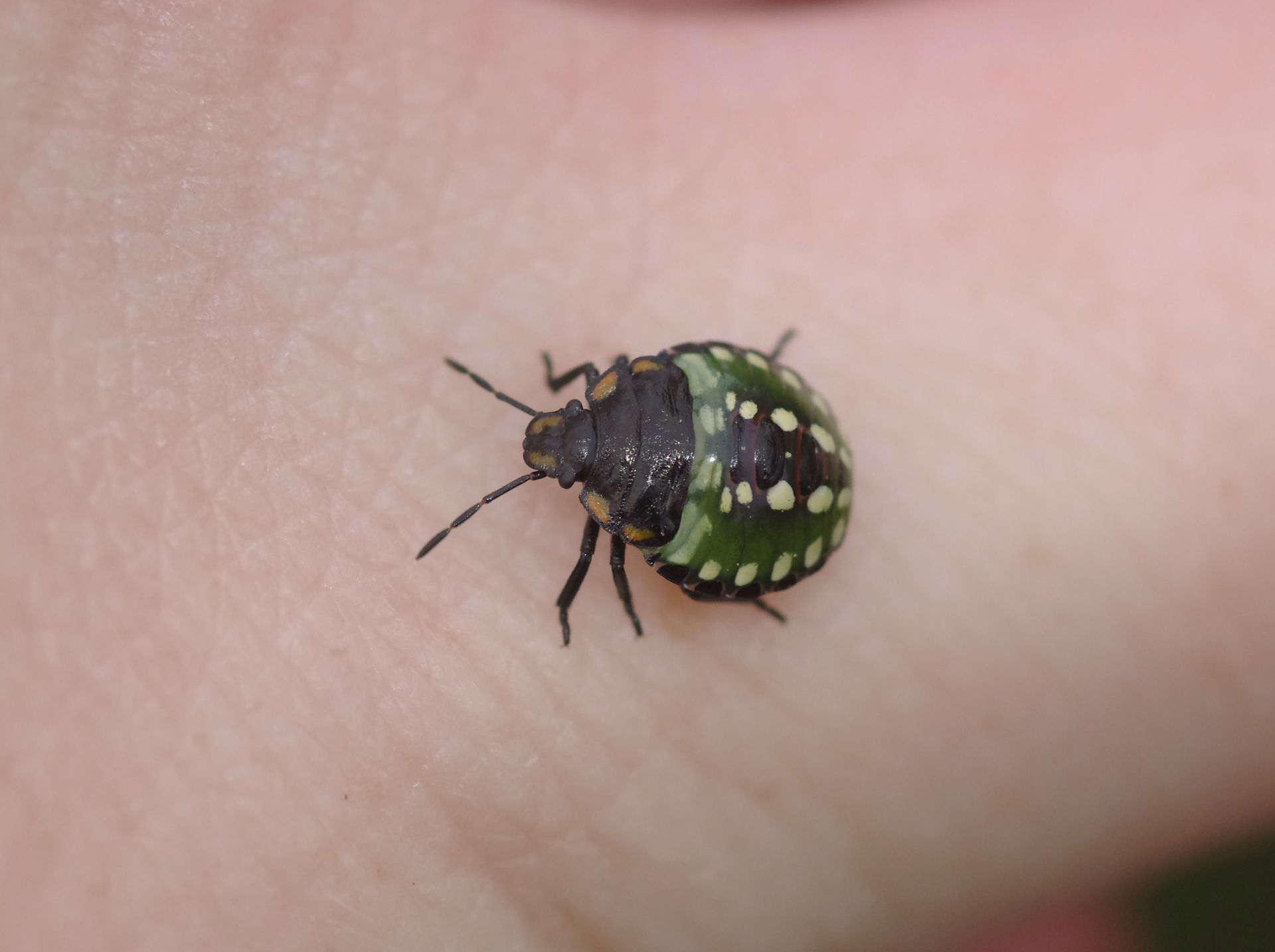 Nezara viridula nymph on hand