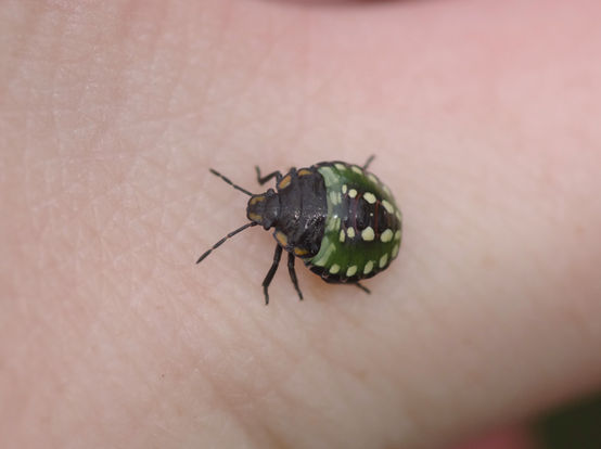 Nezara viridula nymph on hand