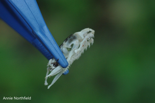 Montpellier Snake skull