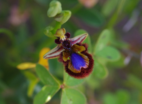 Mirror orchid macro