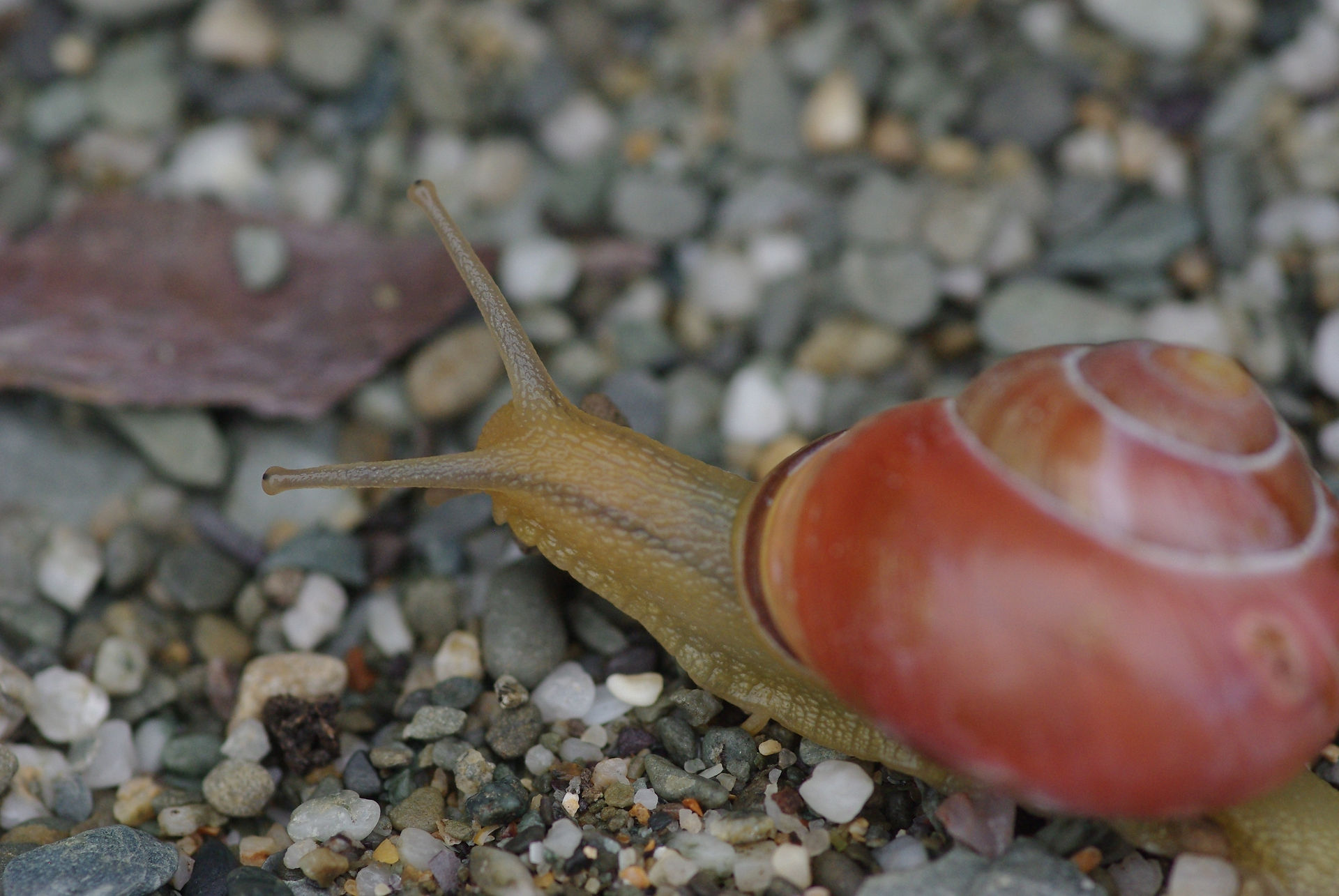 Snail with bright orange shell and yellow body