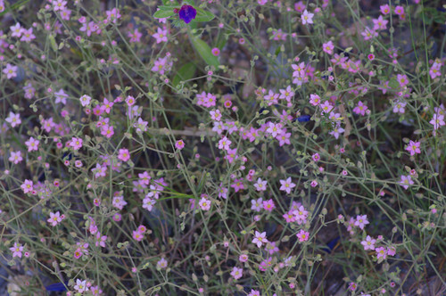 pink flowers on long thin stalks