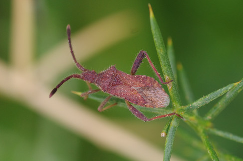 leatherbug on grass stem