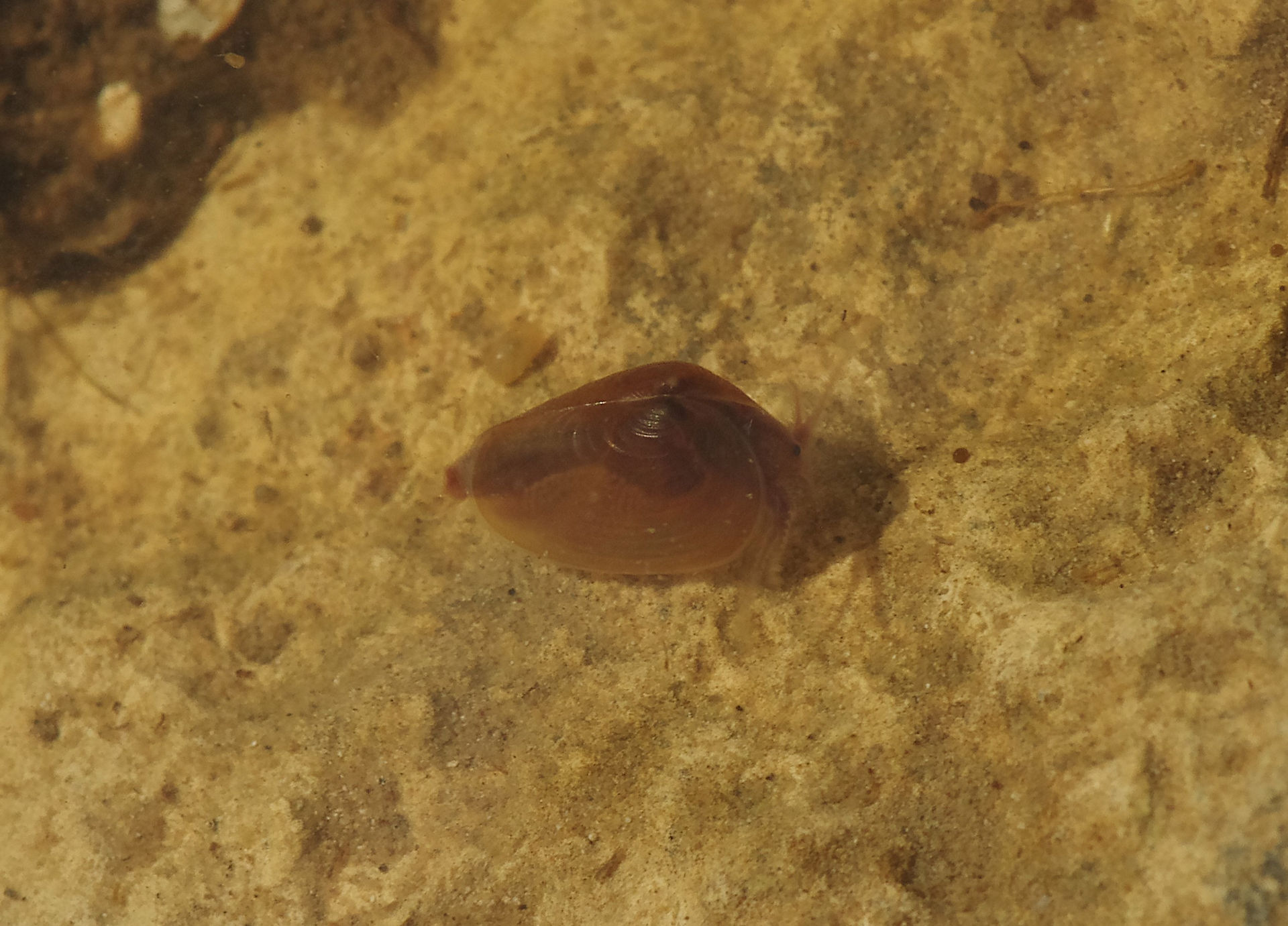 Cysicus swimming