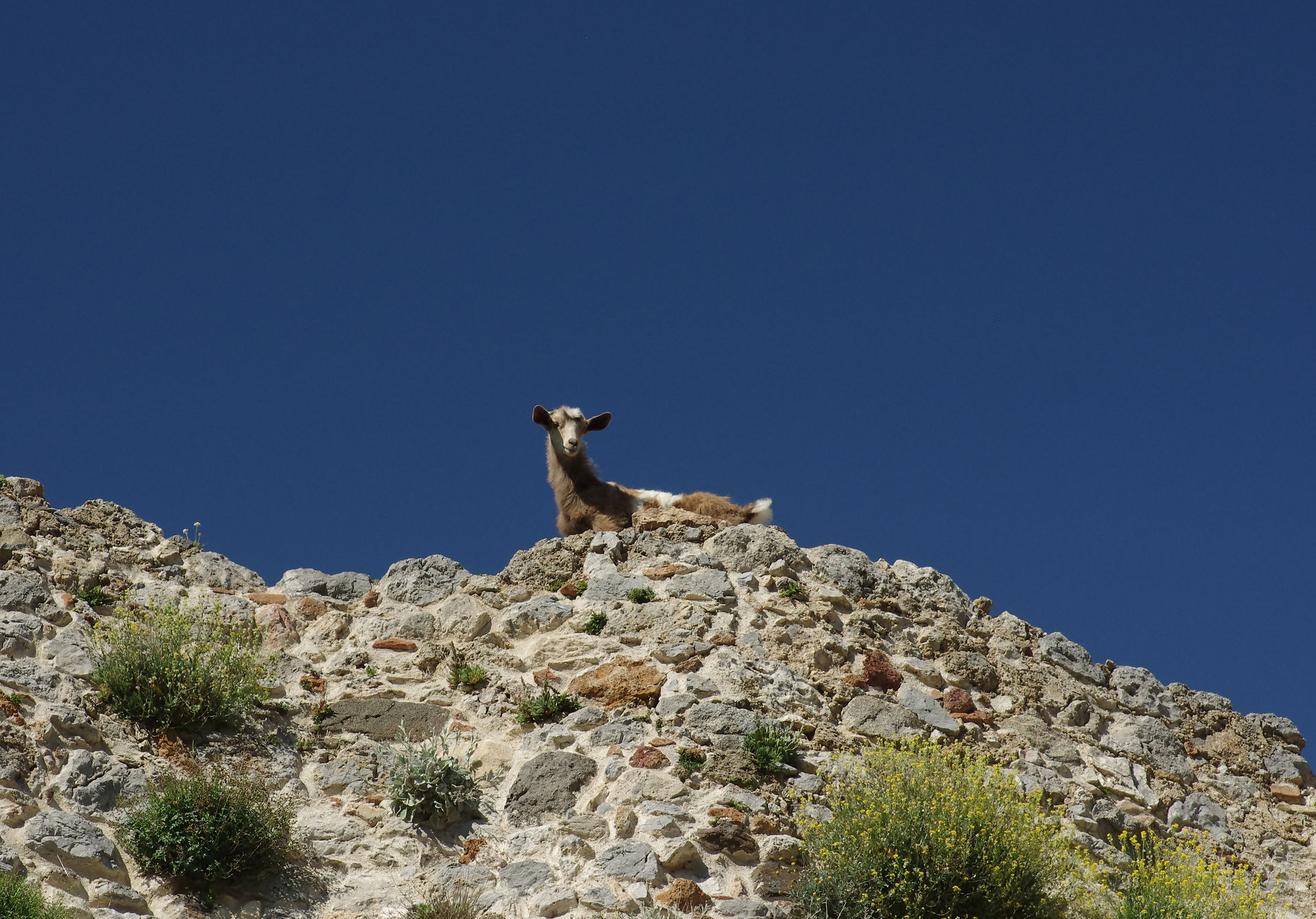 Goat at top of hill