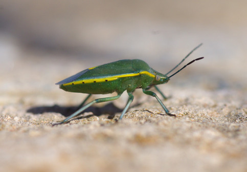 Brachynema side on