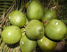 tender cocnut_edited.jpg