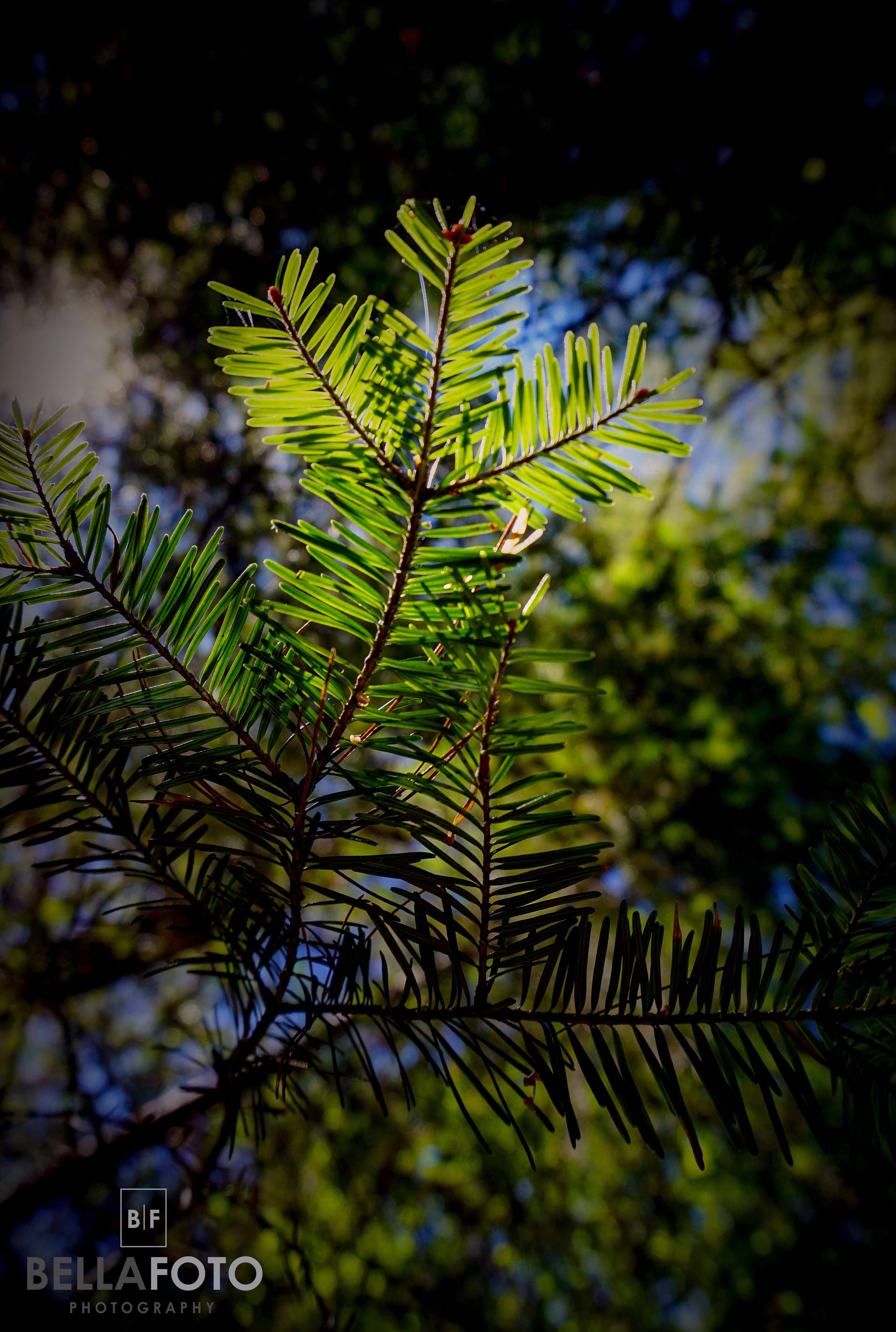 Algonquin Park, ON