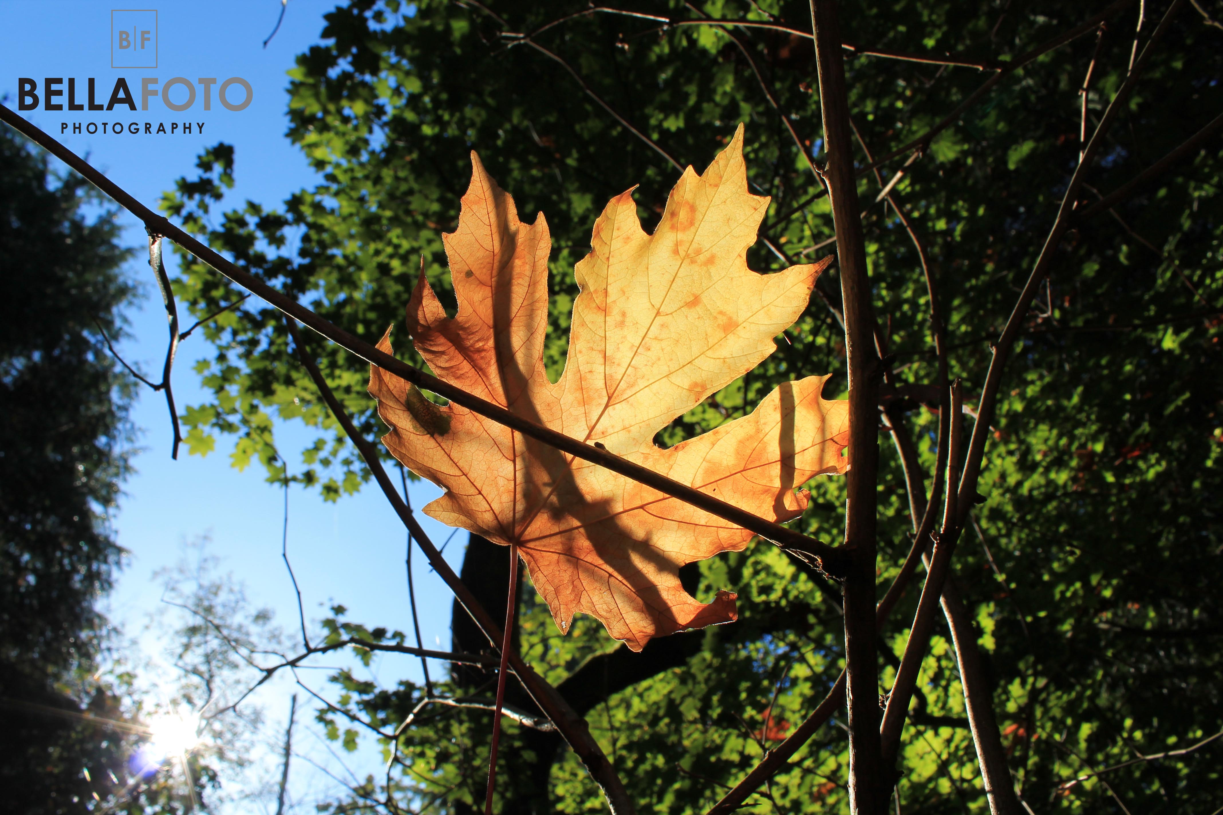 Pacific Spirit Park, Vancouver