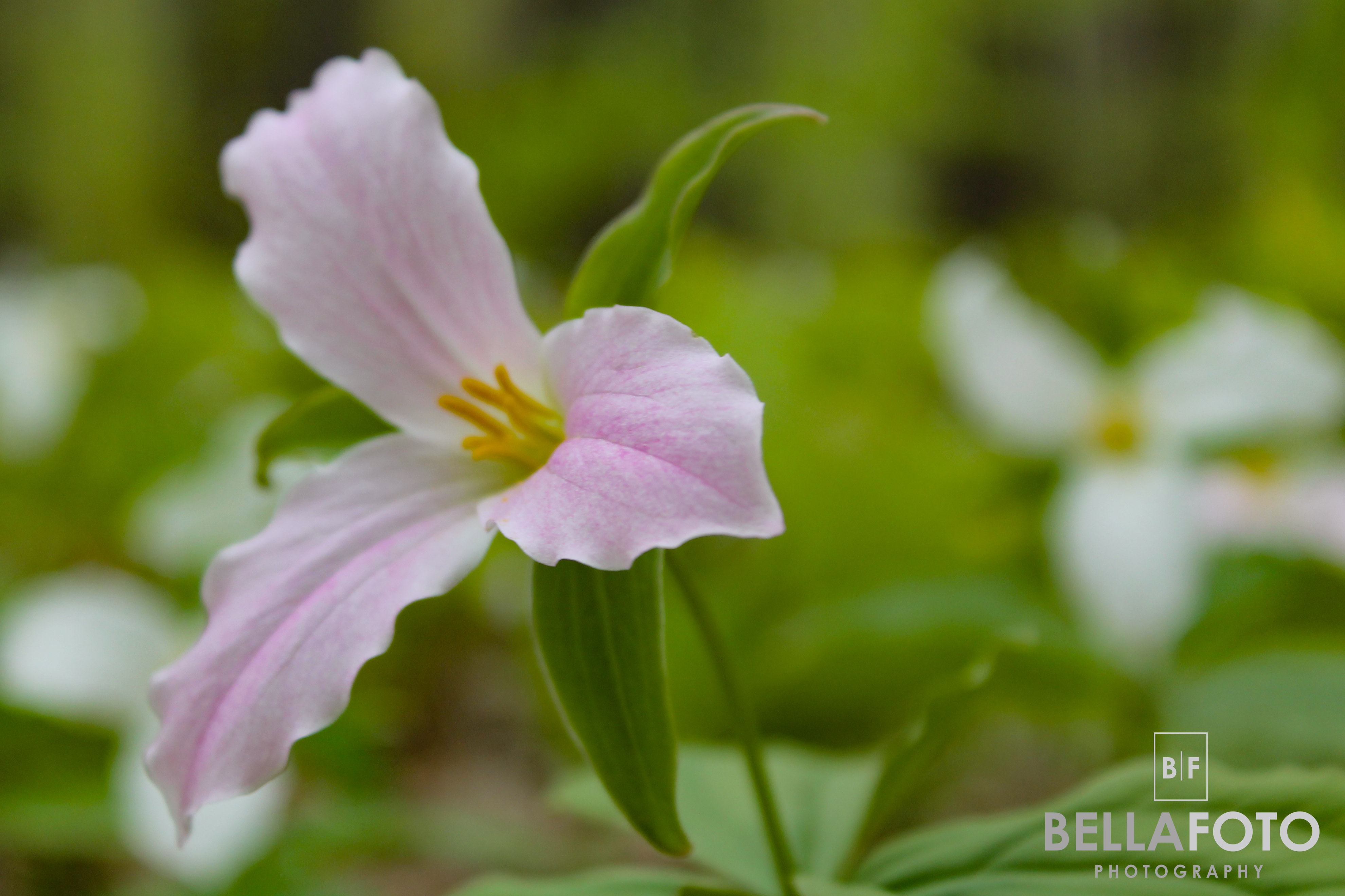 Awenda Pink Trillium