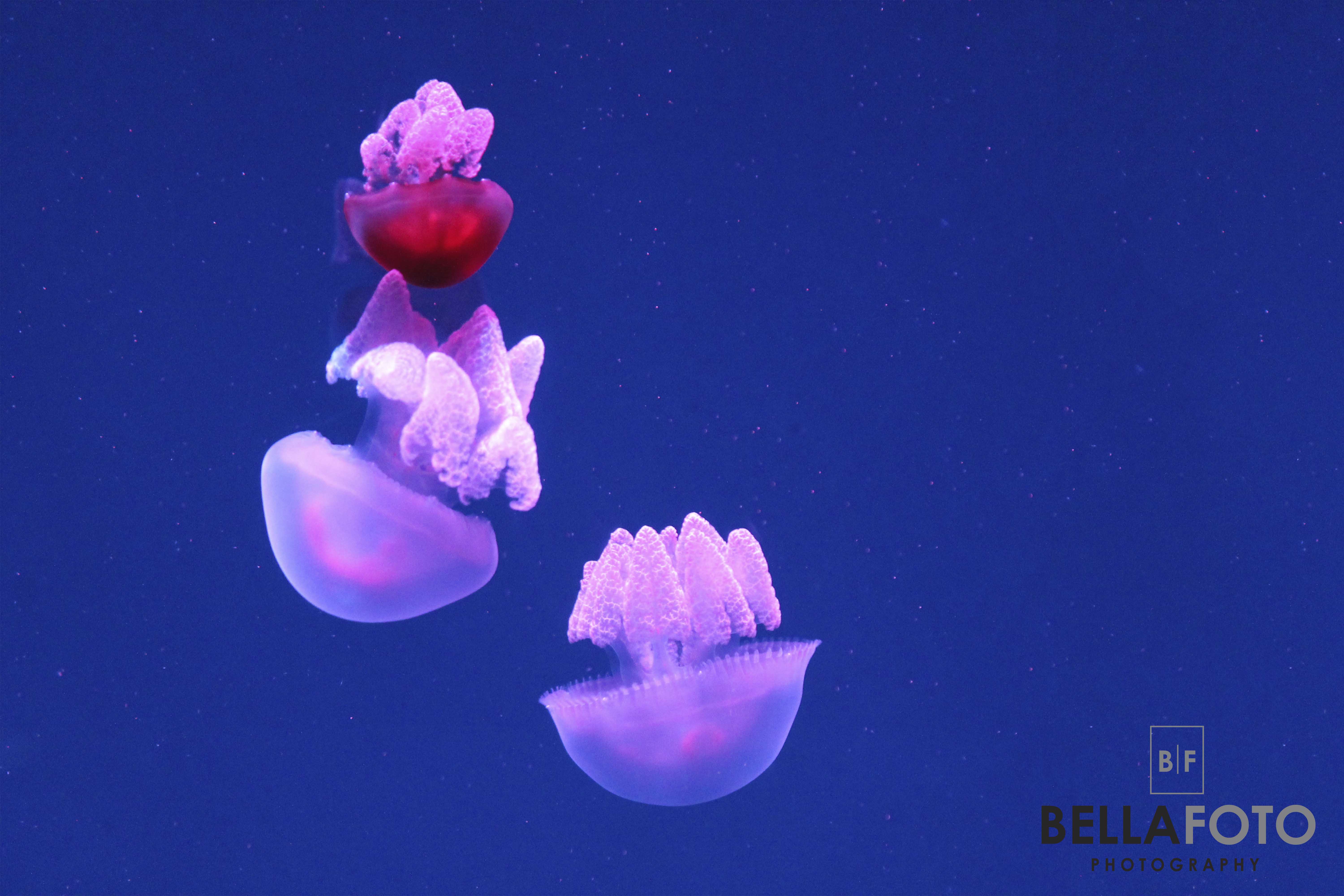 Ripleys Aquarium
