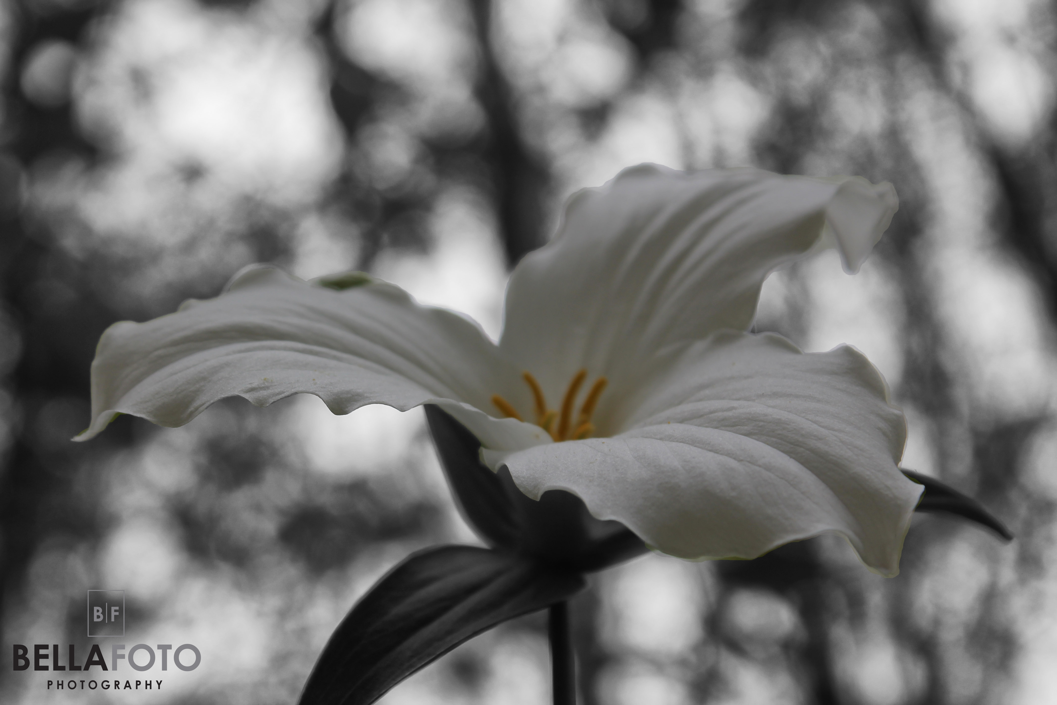 Awenda Trillium