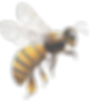 bee-clipart-13_edited_edited.png