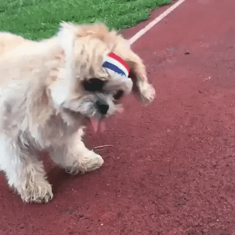 giphy (3).gif